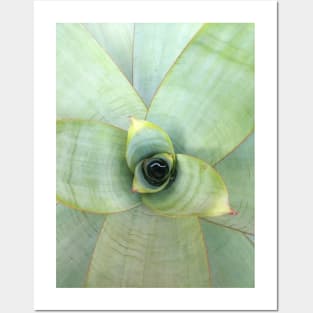 Alcantarea Imperialis Posters and Art